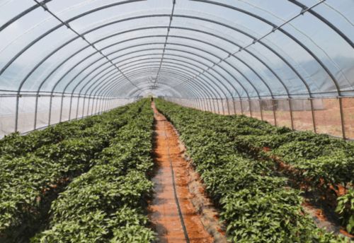 凌源市入選國家“互聯網+”農產品出村進城工程試點 特色農業迎來發展新機遇